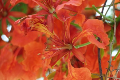 Colourful flowers - orange/red