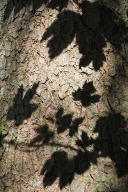 Tree shadow play